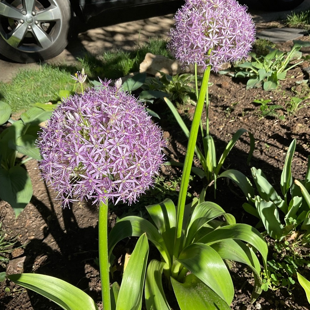 💜 - Picture 8 of 16